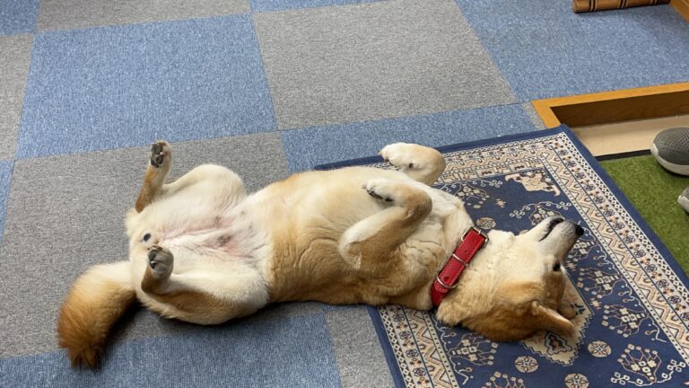 d1c472c6 9cc9 4c56 ae78 b6f8ba1b385b